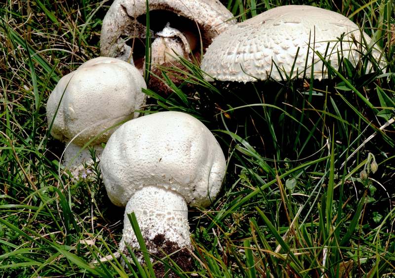 Agaricus urinascens